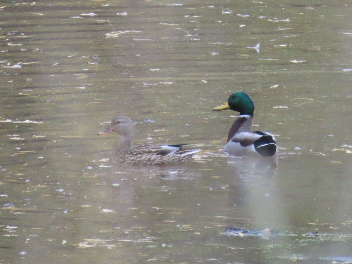 綠頭鴨 - ML645453482