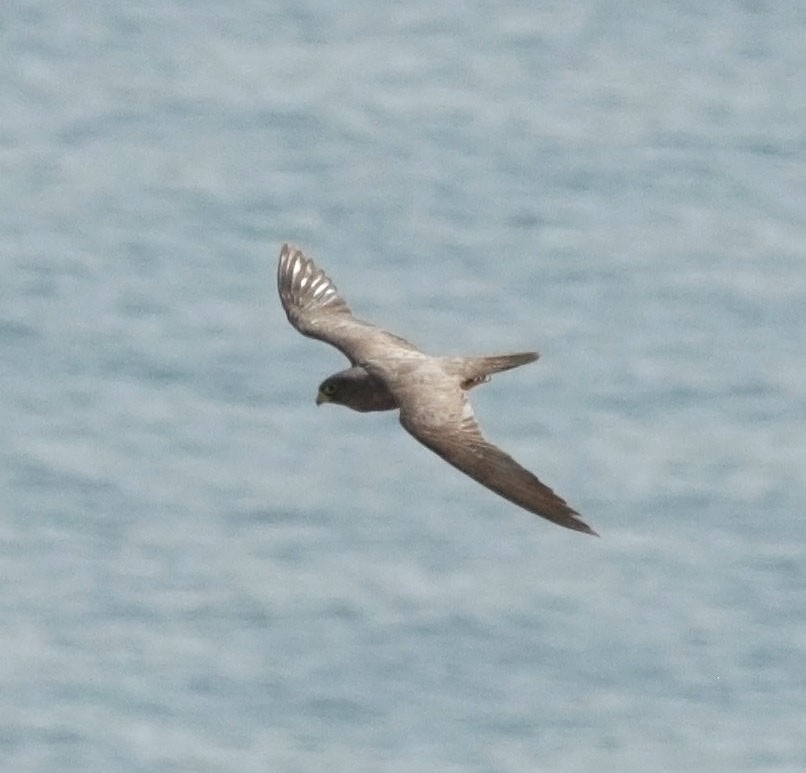 Sooty Falcon - ML645453498