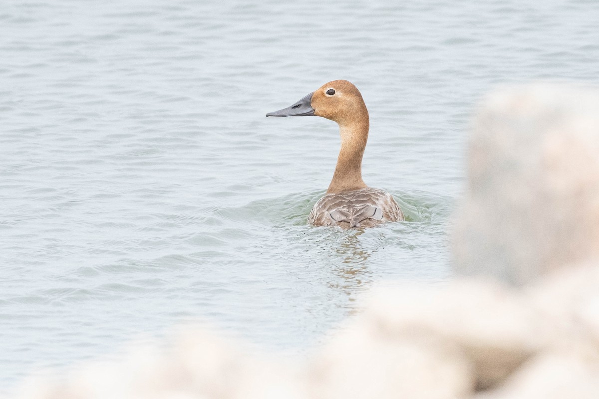 Canvasback - ML645453512