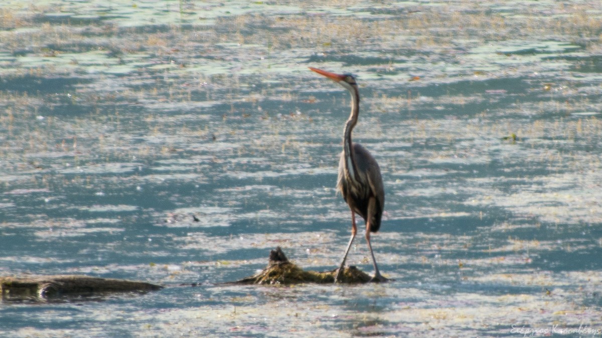 Purple Heron - ML645453519
