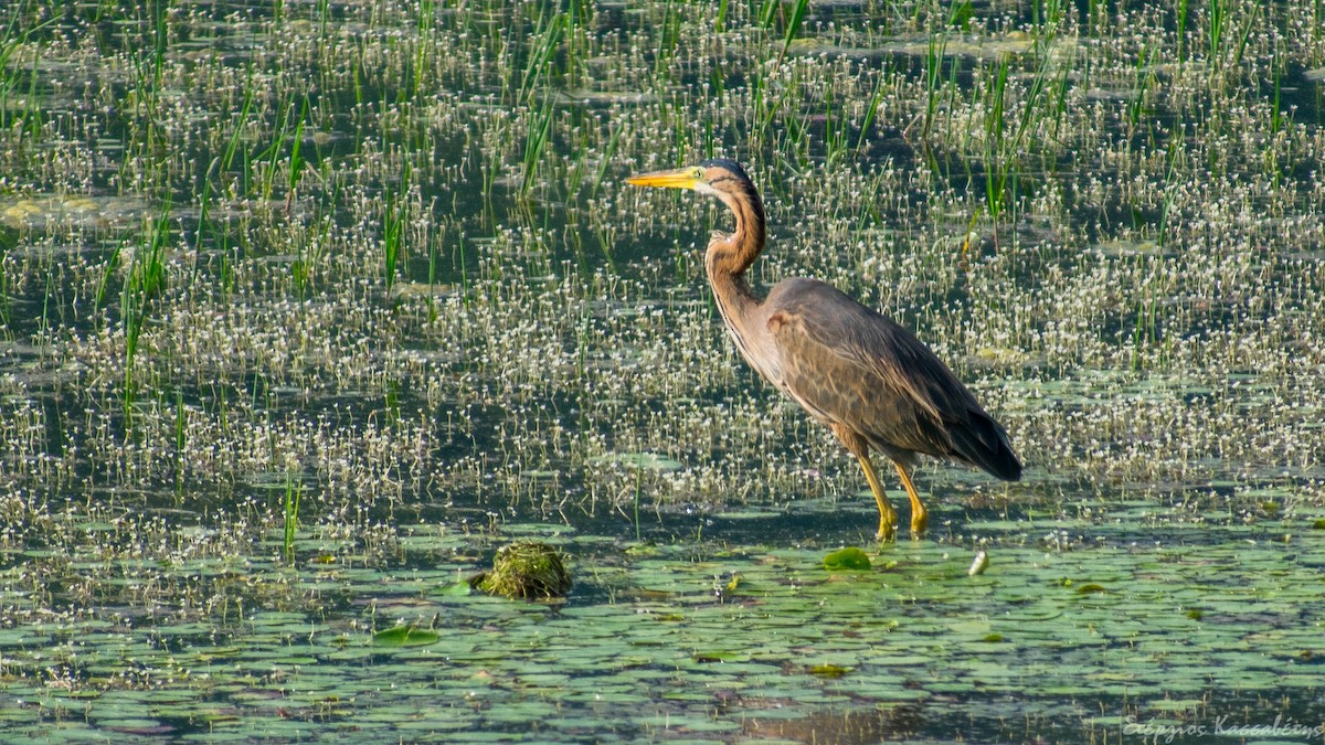 Purple Heron - ML645453520