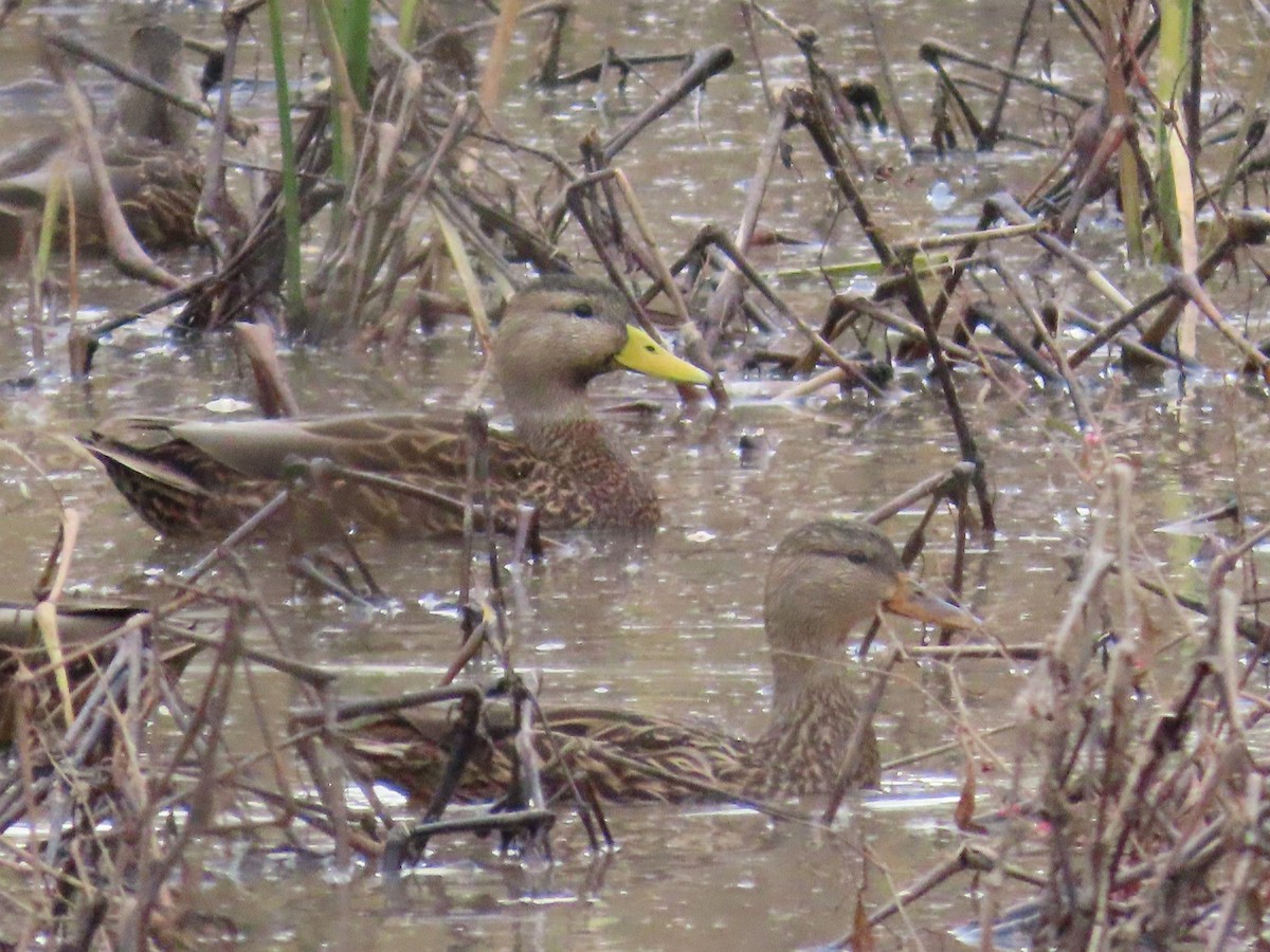 Mexican Duck - ML645453523