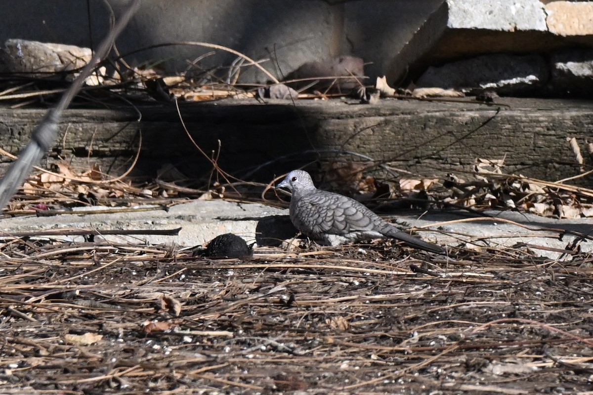 Inca Dove - ML645453538