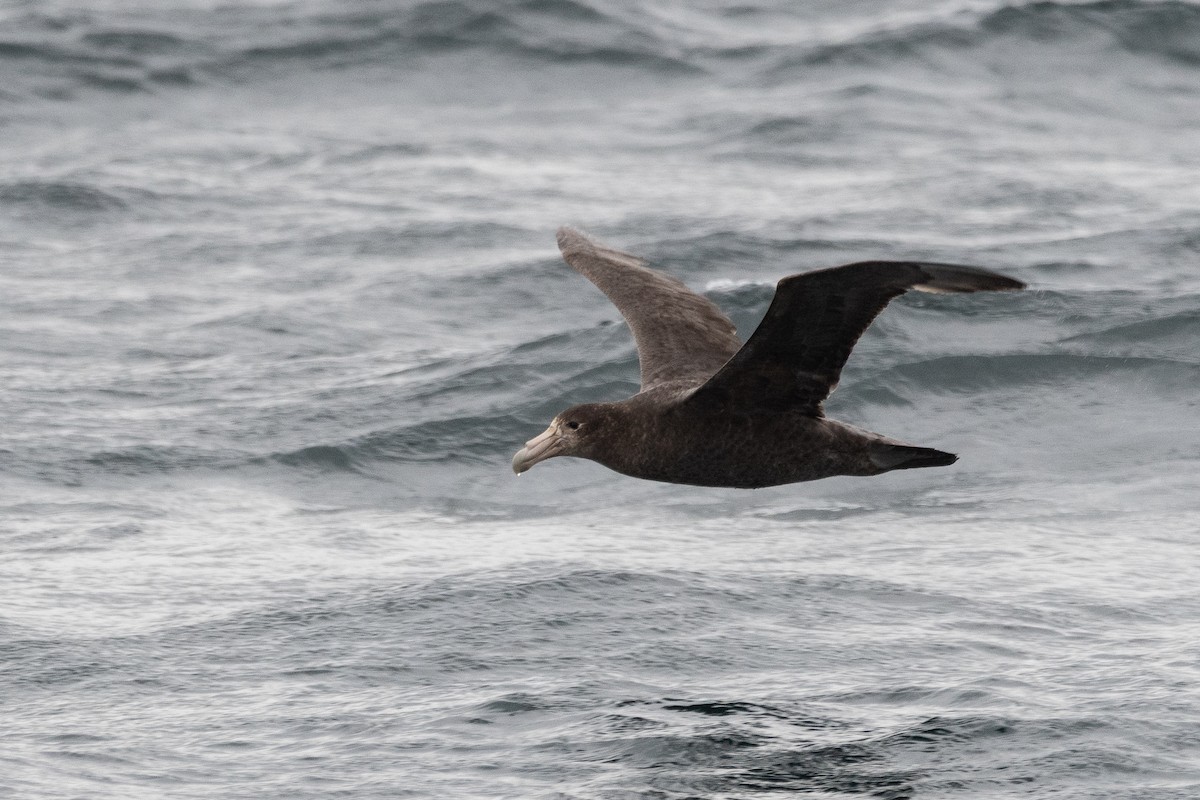 Southern Giant-Petrel - ML645453542