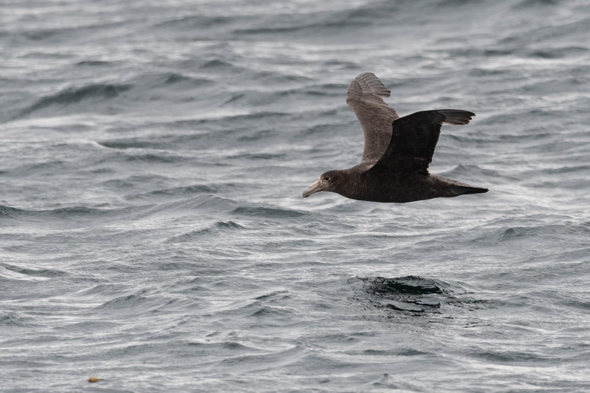 Southern Giant-Petrel - ML645453543