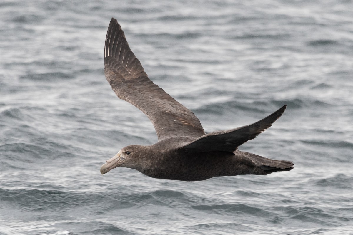 Southern Giant-Petrel - ML645453544