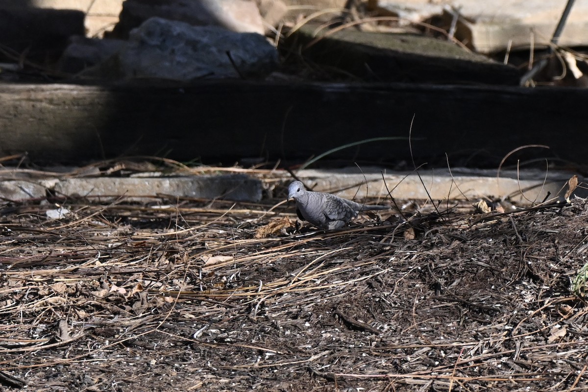 Inca Dove - ML645453546