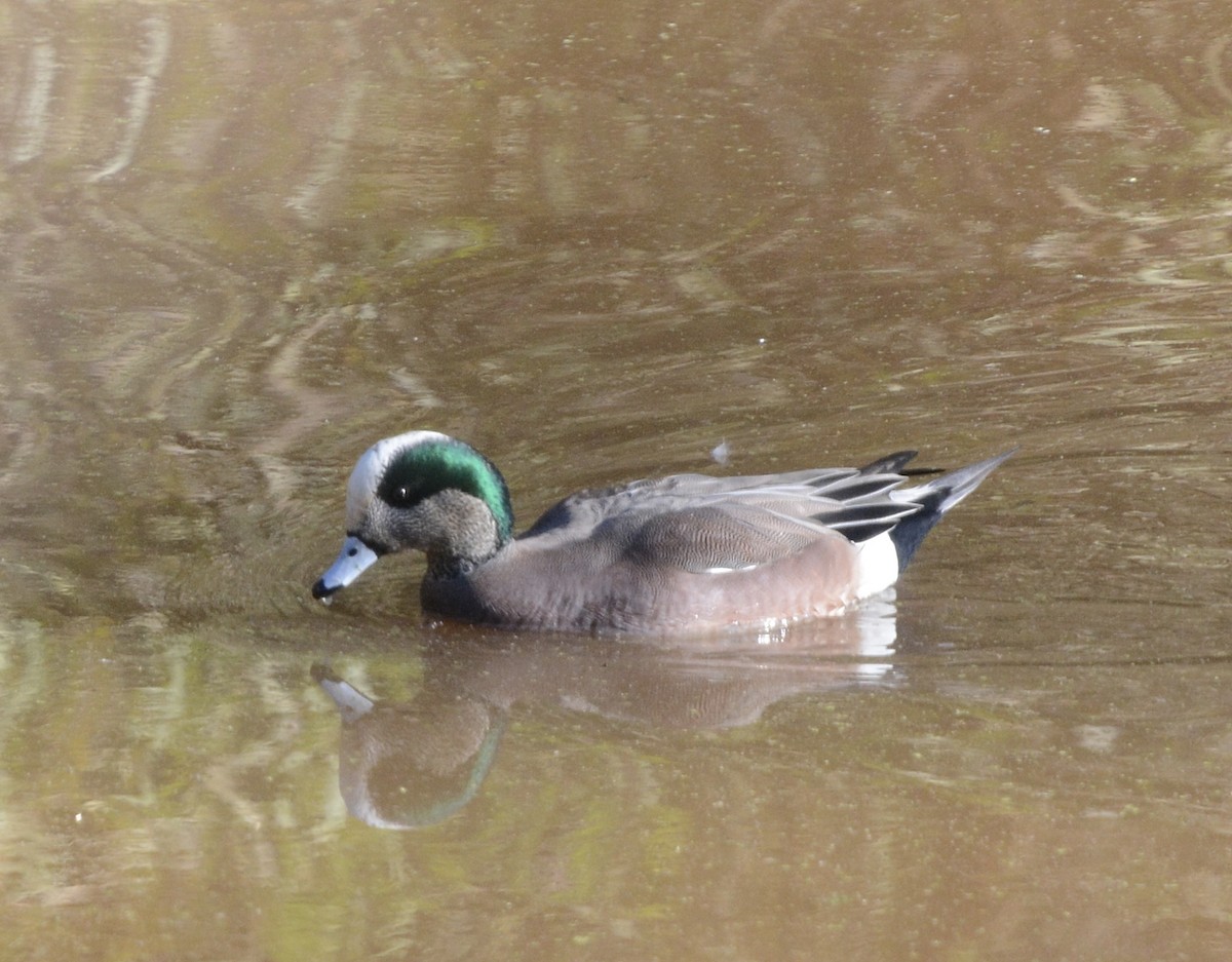 American Wigeon - ML645453553