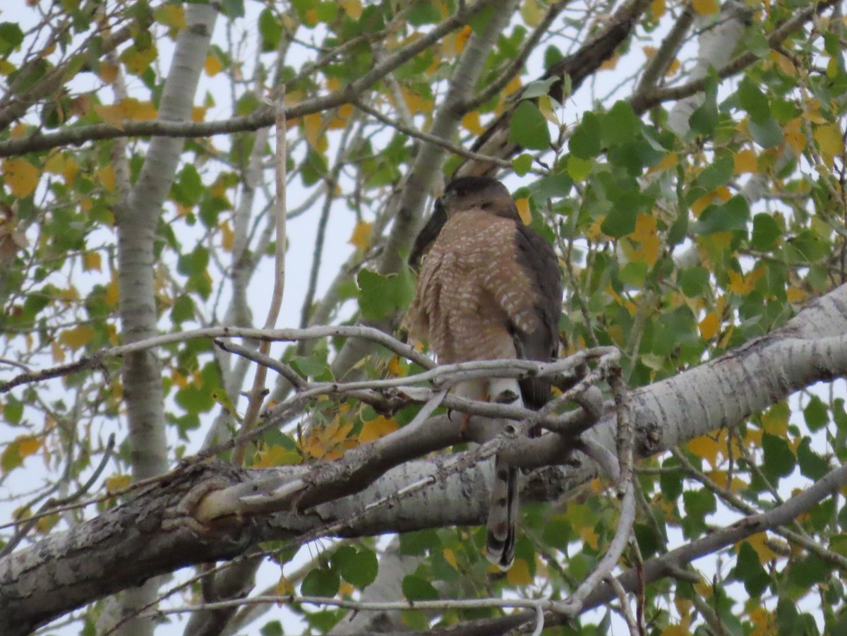 Cooper's Hawk - ML645453564