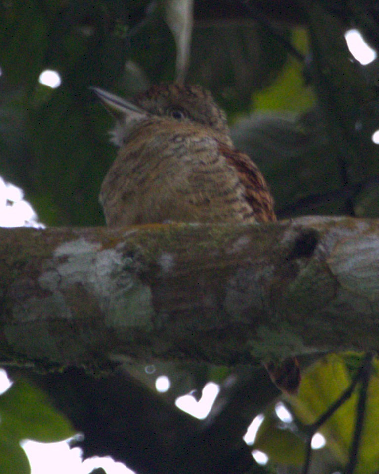 Tigerfaulvogel - ML645453565