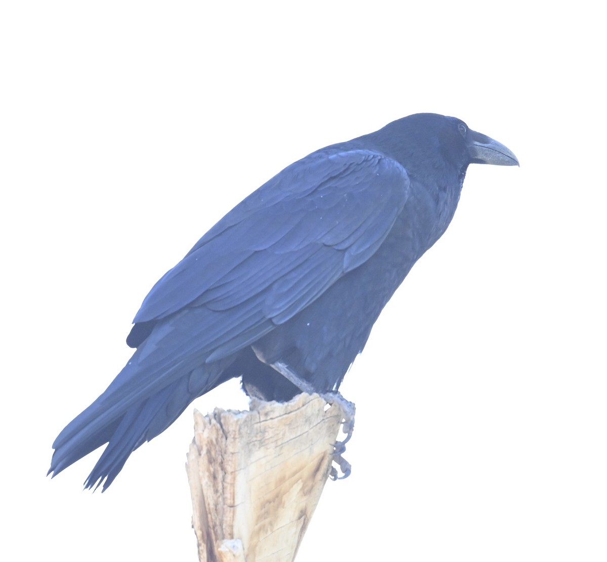 Erroi handia - ML645453592