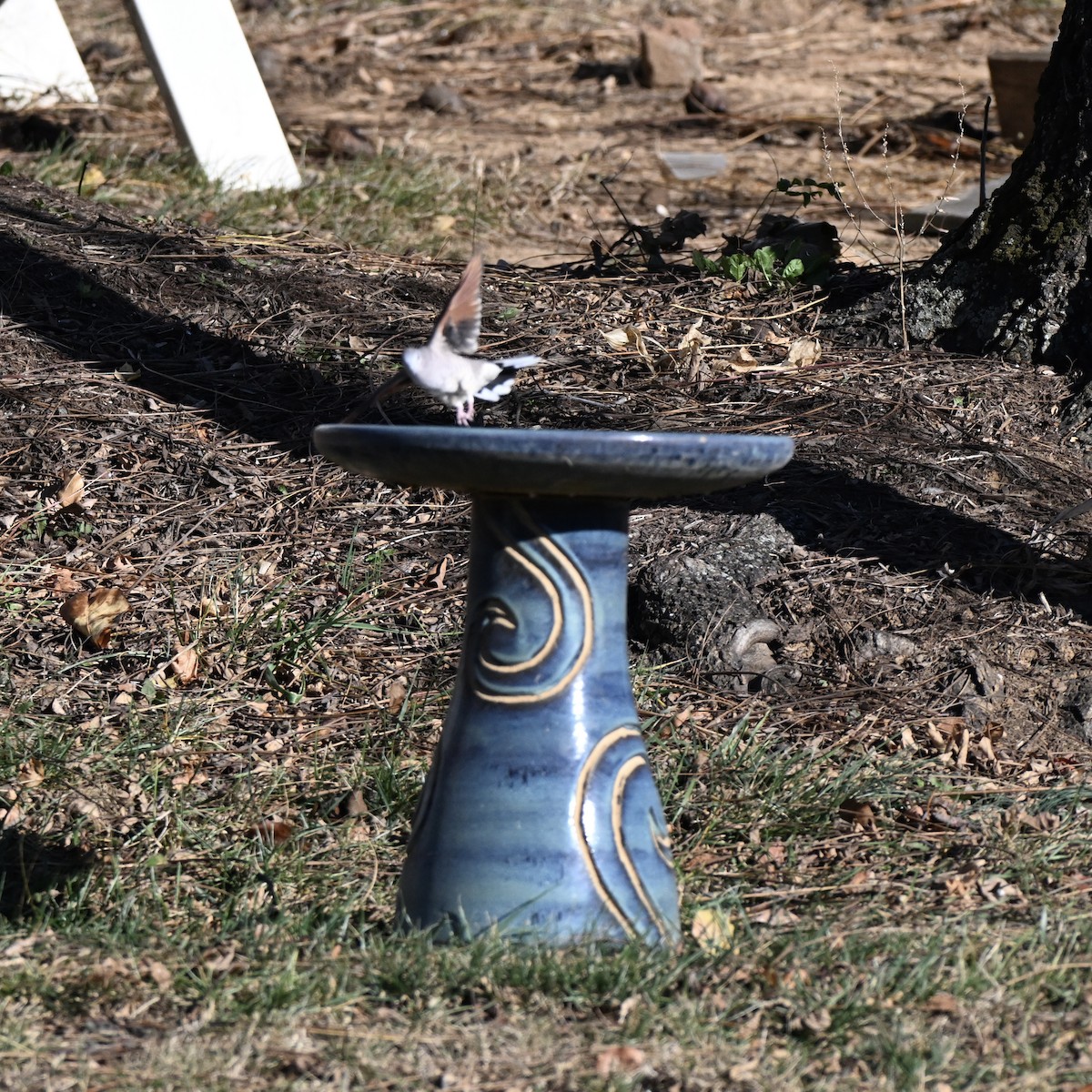 Inca Dove - ML645453596