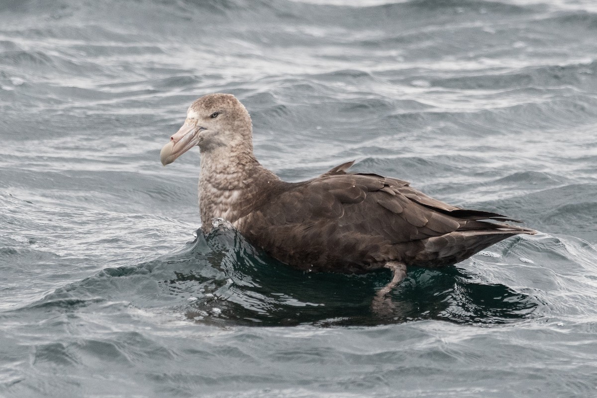 Northern Giant-Petrel - ML645453608