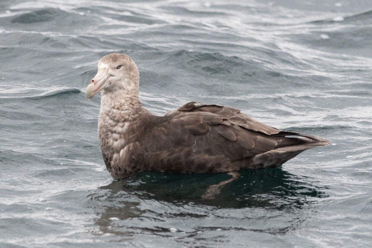 Northern Giant-Petrel - ML645453609