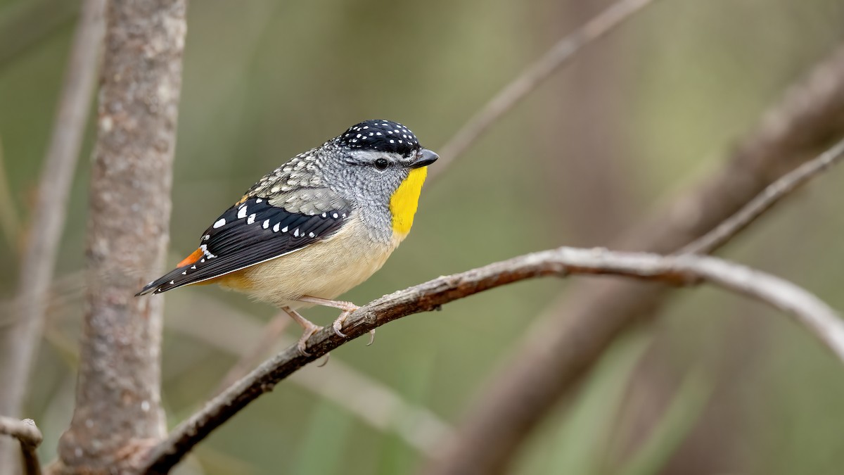 Spotted Pardalote (Spotted) - ML645453617