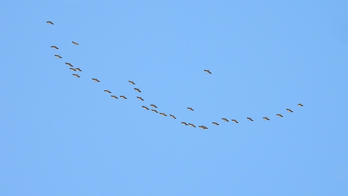 灰鶴 - ML645453622