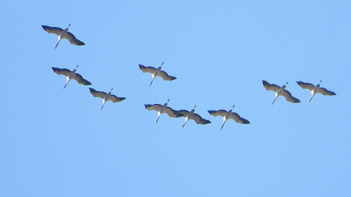 灰鶴 - ML645453625