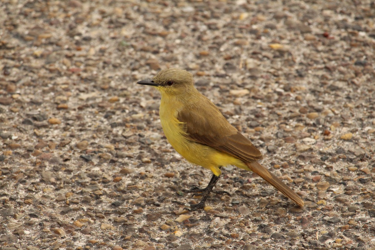 Cattle Tyrant - ML645453629