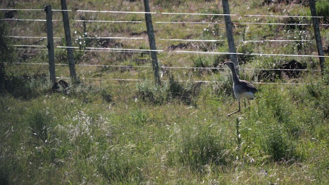 Каріама червононога - ML645453630