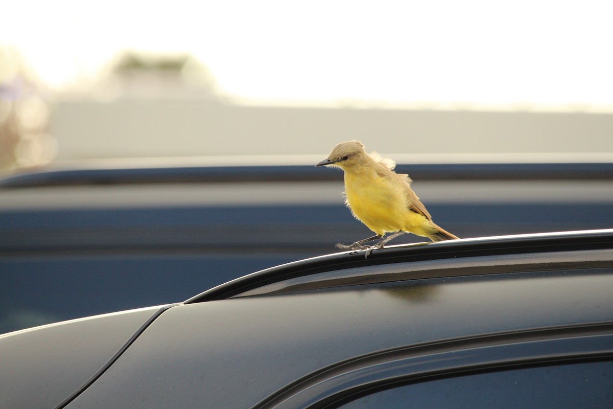 Cattle Tyrant - ML645453635