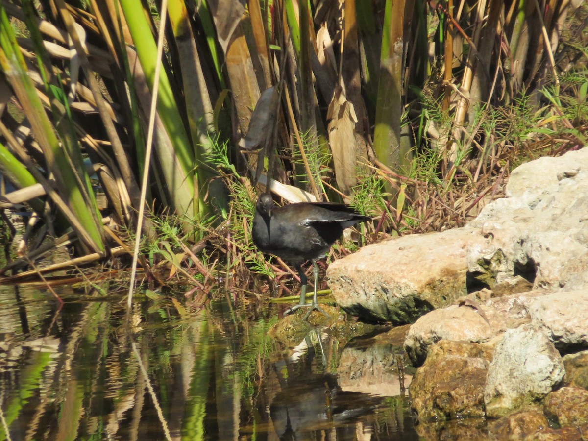 amerikasivhøne - ML645453639