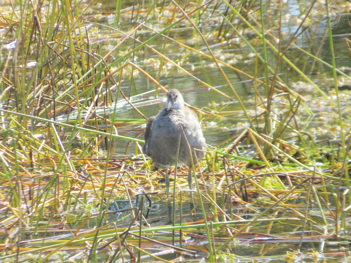 amerikasivhøne - ML645453640