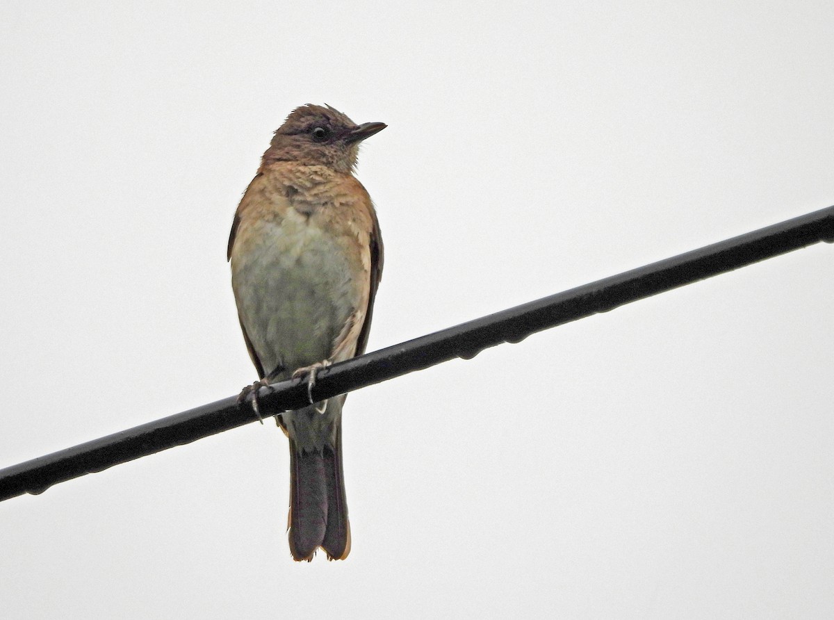 Zorzal Piquinegro - ML645453655