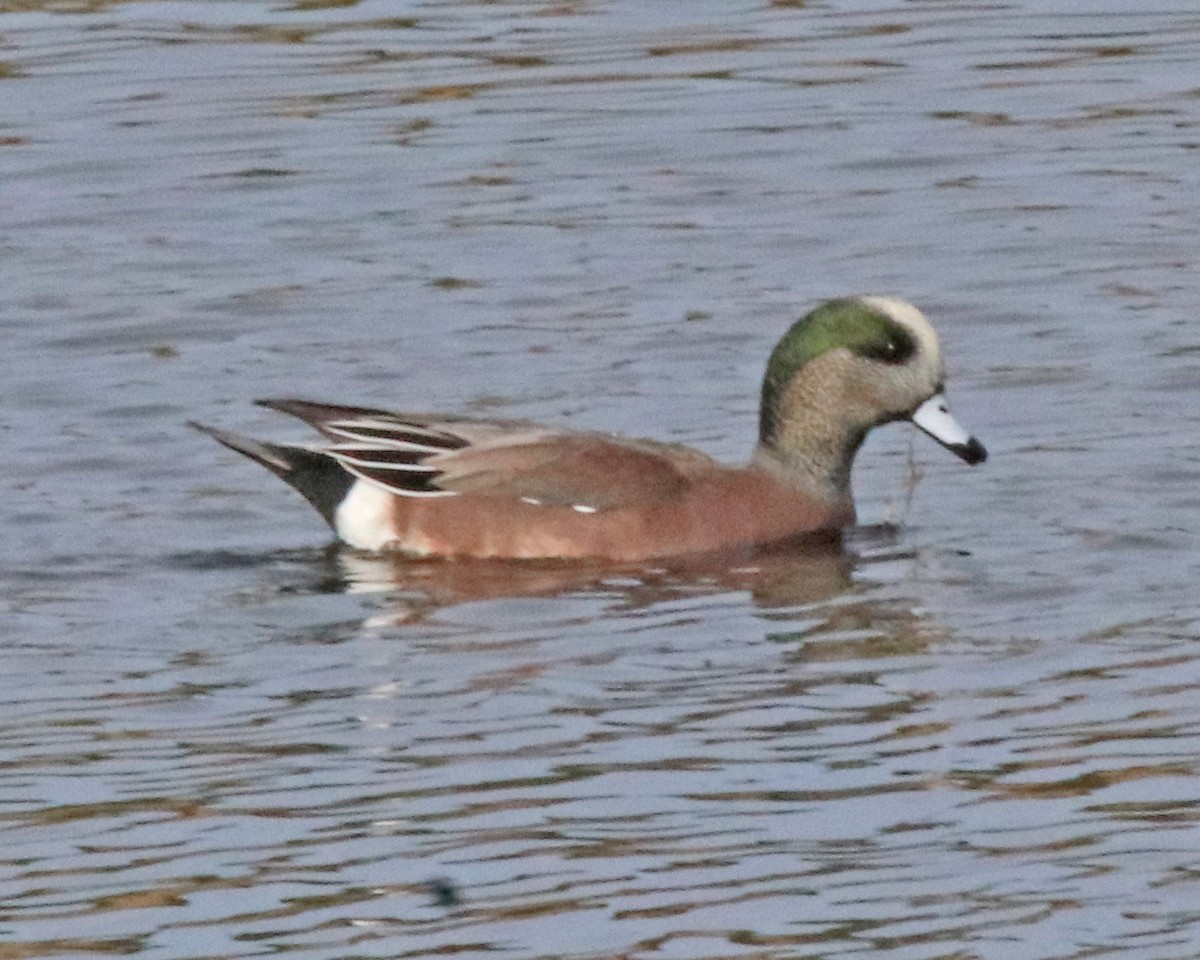 American Wigeon - ML645453674