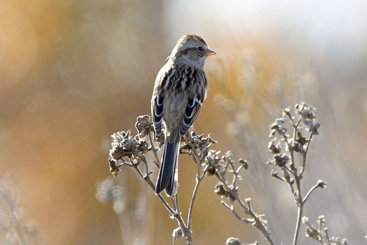 American Tree Sparrow - ML645453675