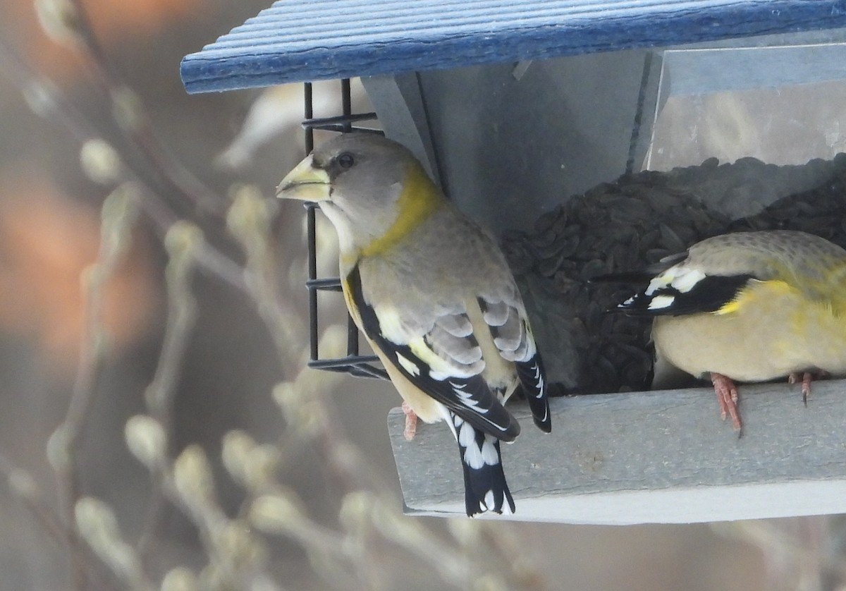 Evening Grosbeak - ML645453688