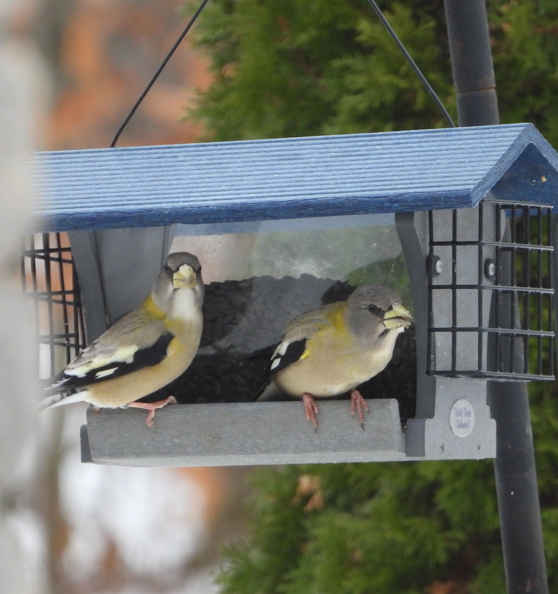 Evening Grosbeak - ML645453689