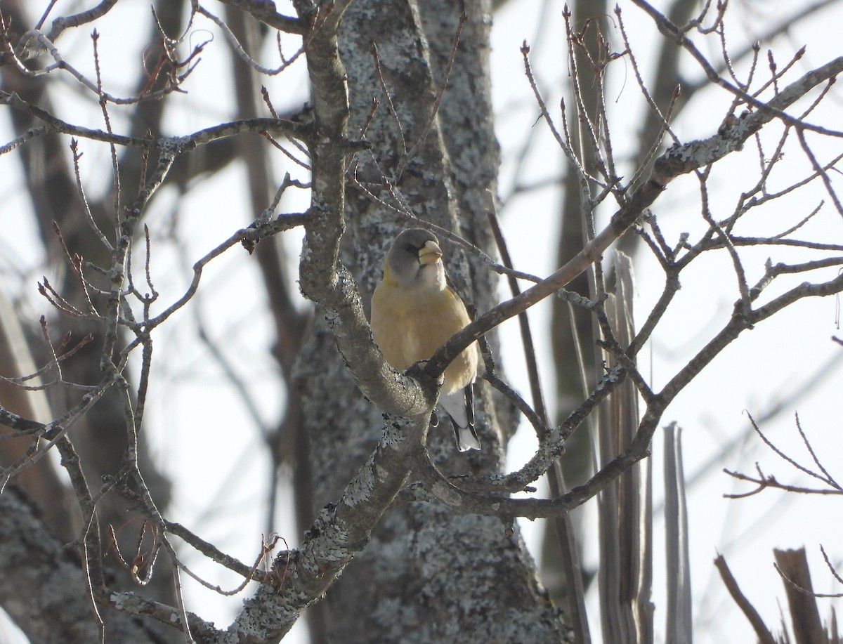 Evening Grosbeak - ML645453691