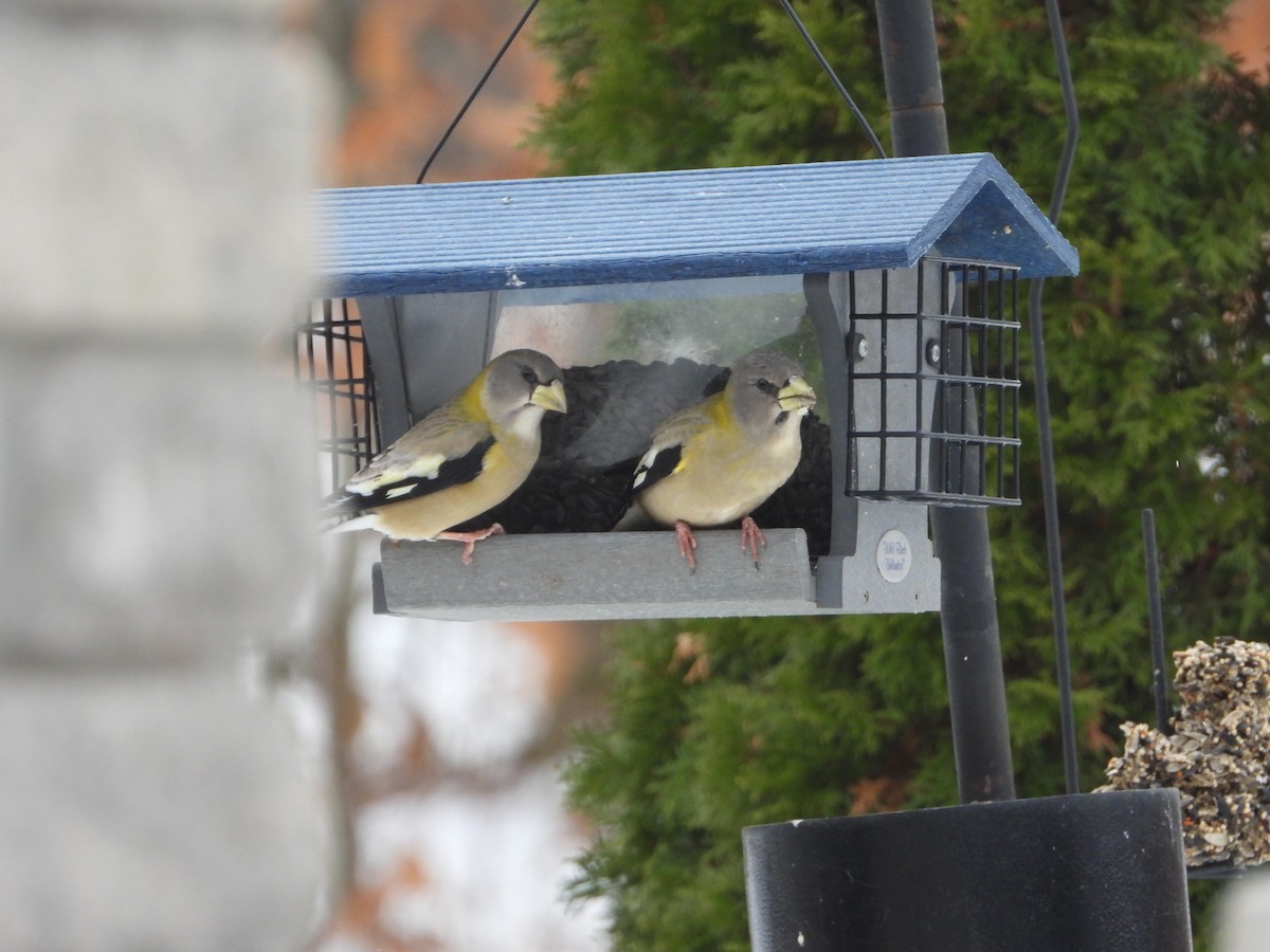 Evening Grosbeak - ML645453693