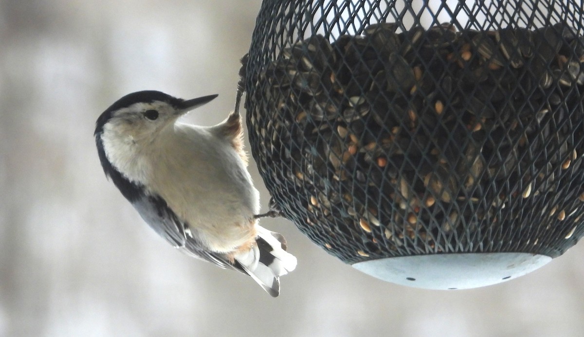White-breasted Nuthatch (Eastern) - ML645453697
