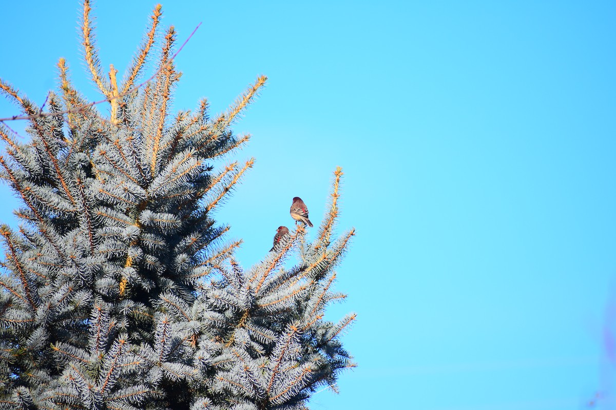 House Finch (Common) - ML645453699