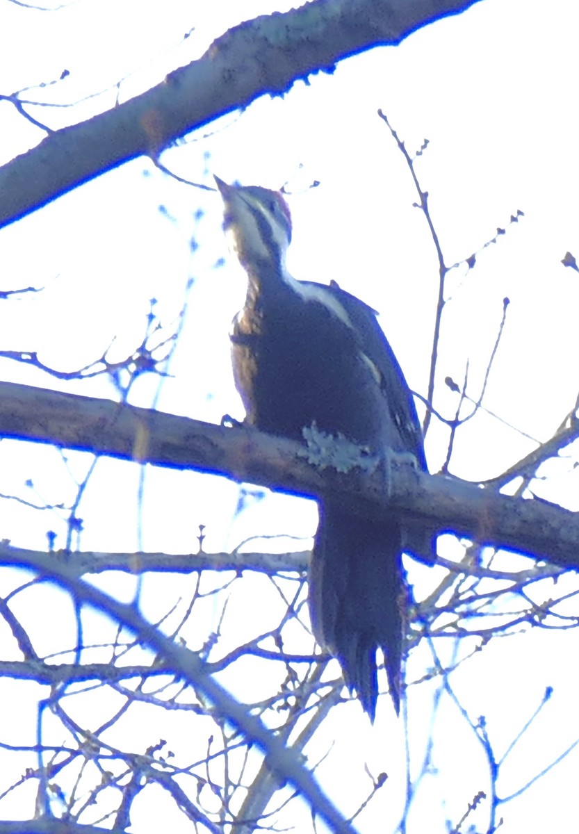 Pileated Woodpecker - ML645453715