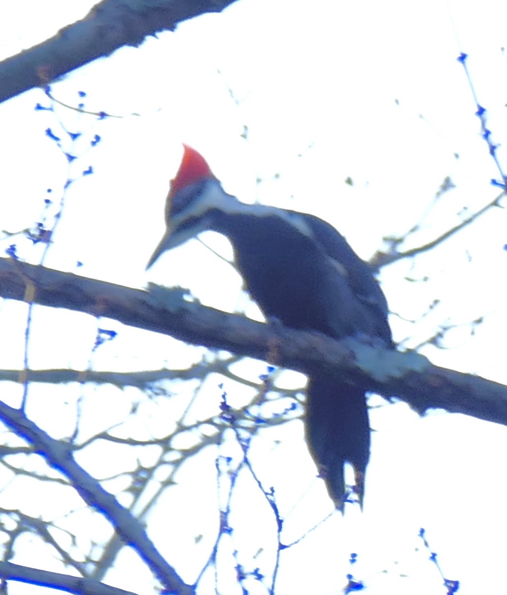 Pileated Woodpecker - ML645453716