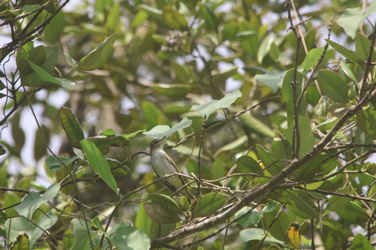 Красноглазый виреон - ML645453726