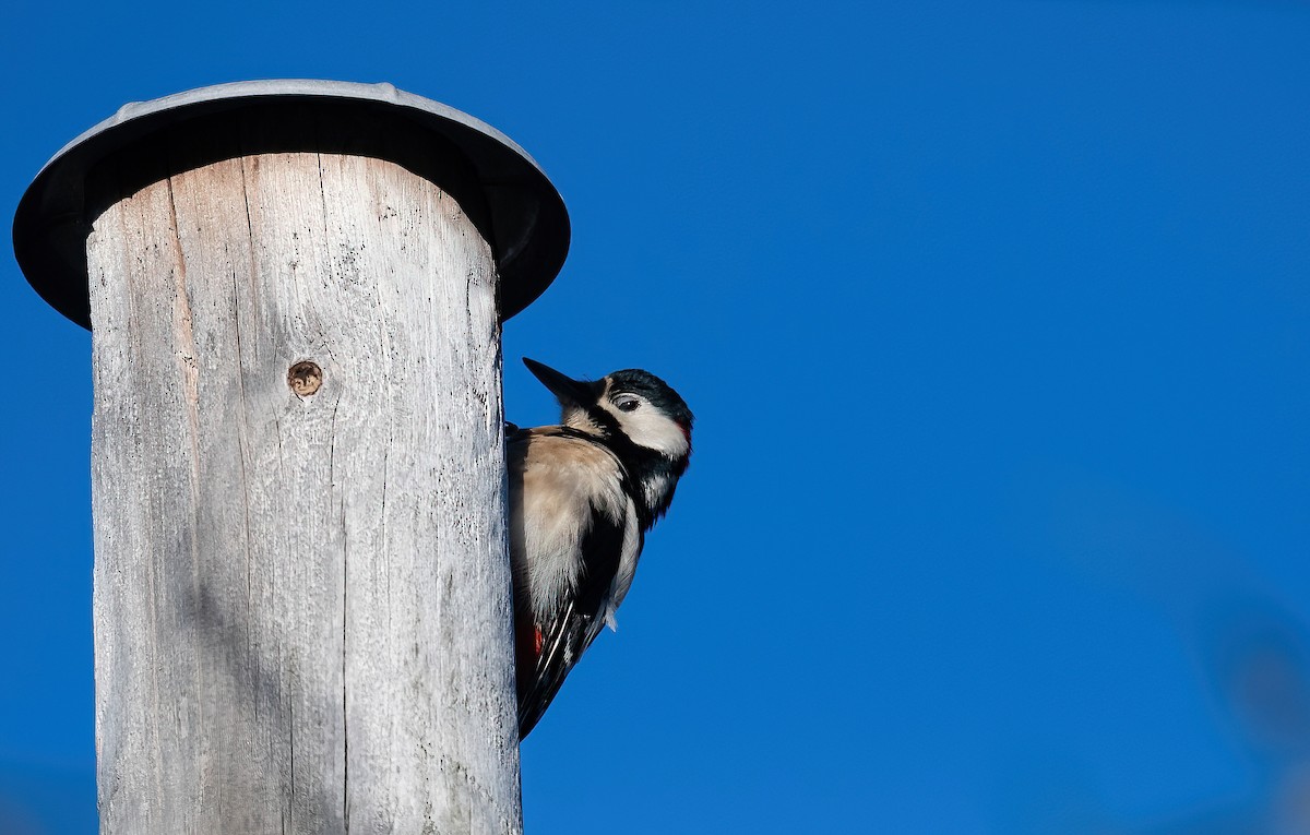 Okil handia (handia) - ML645453738