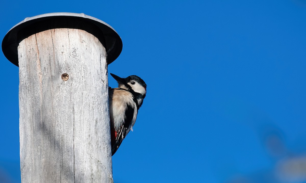 Okil handia (handia) - ML645453739