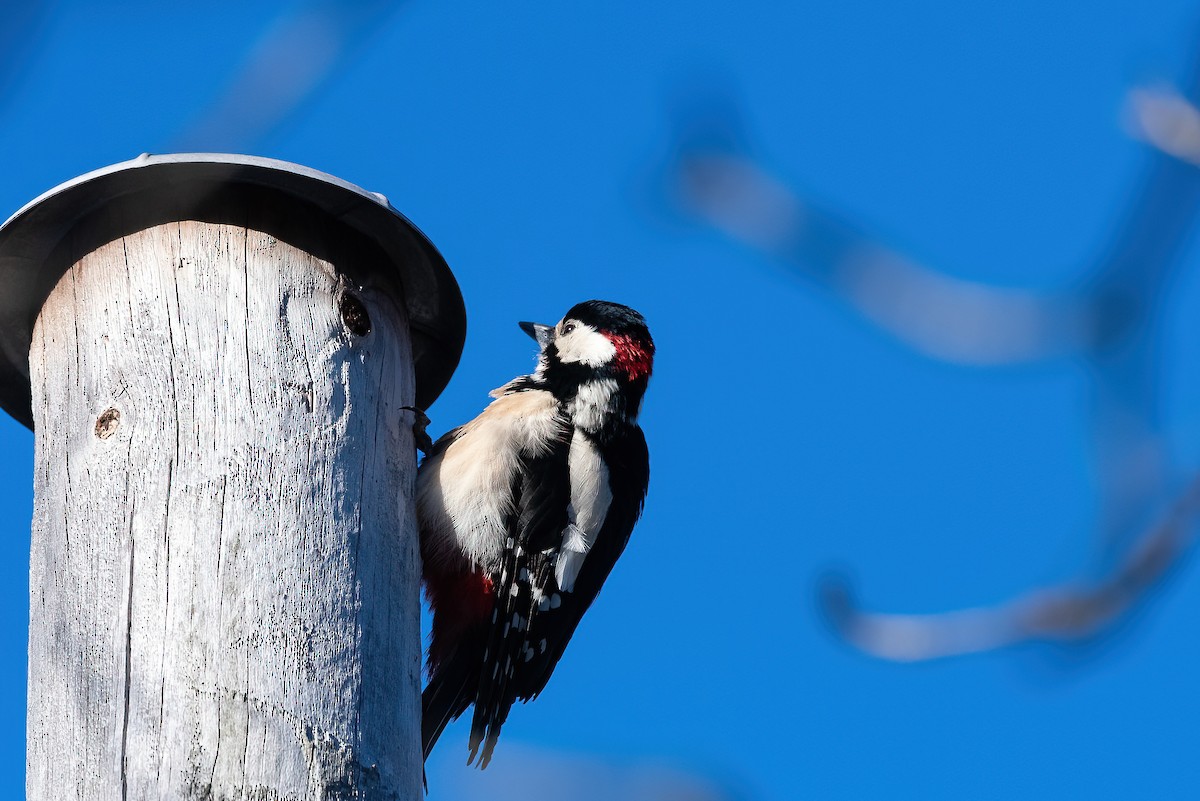 Okil handia (handia) - ML645453740