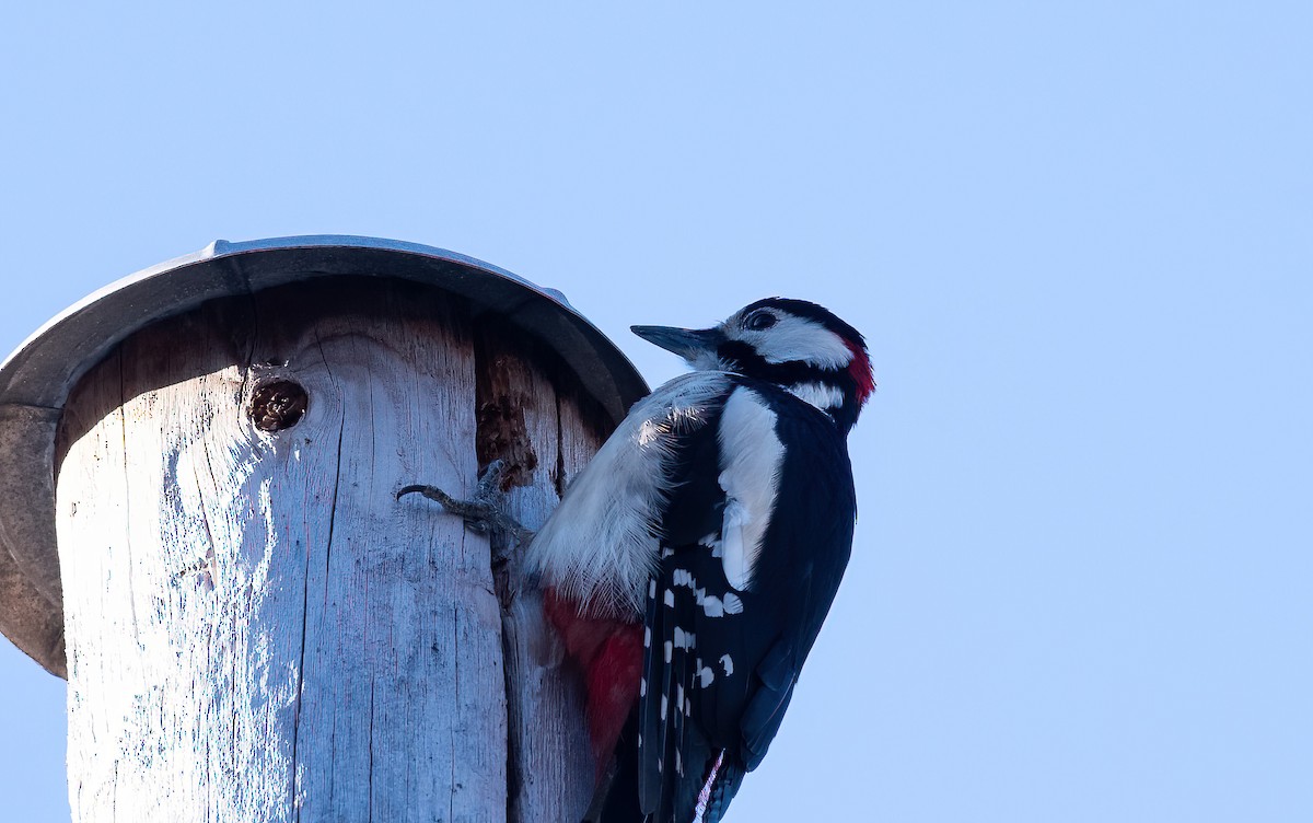 Okil handia (handia) - ML645453741