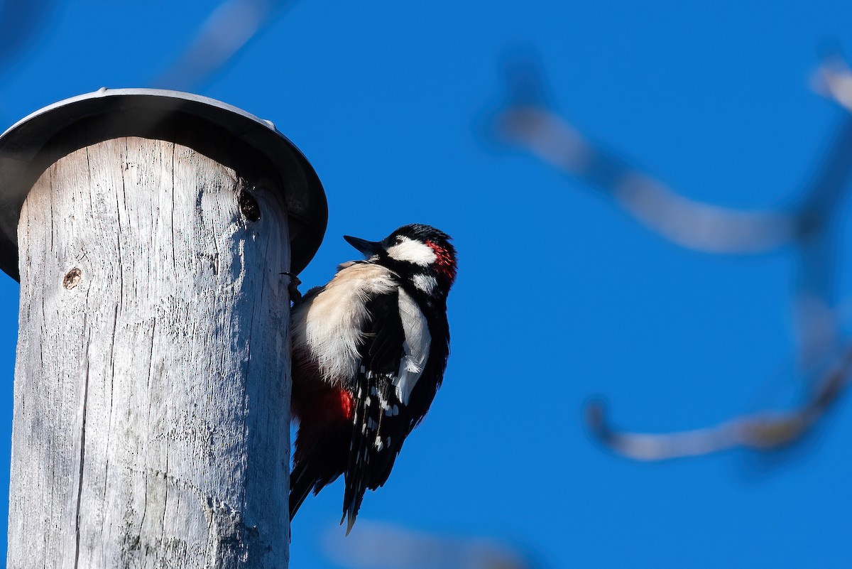 Okil handia (handia) - ML645453742