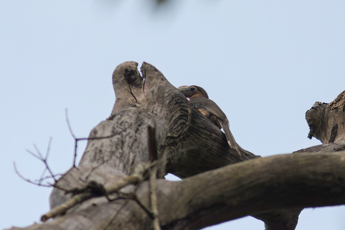 Rusty-cheeked Hornbill - ML645453745