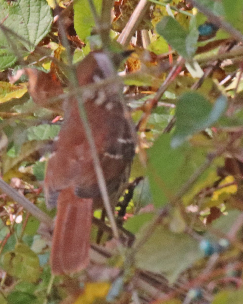 Kuitlakotxe gorrizta - ML645453746