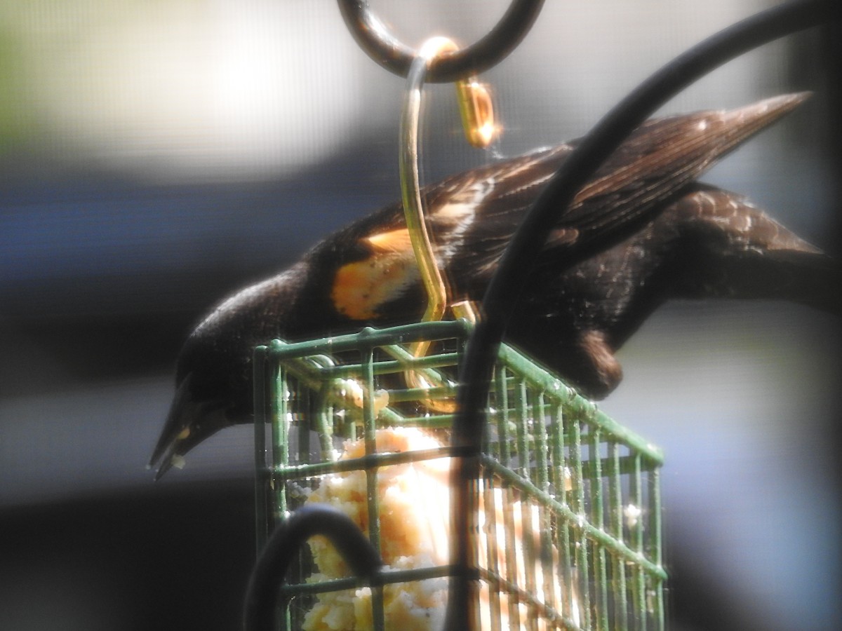 Red-winged Blackbird - ML645453747