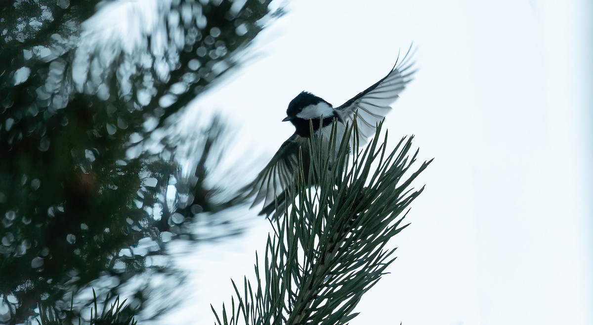 Pinu-kaskabeltza [ater Taldekoa] - ML645453748