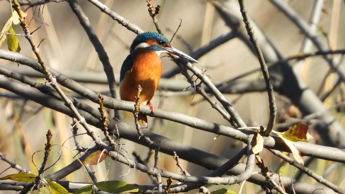 Martin arrantzalea - ML645453749