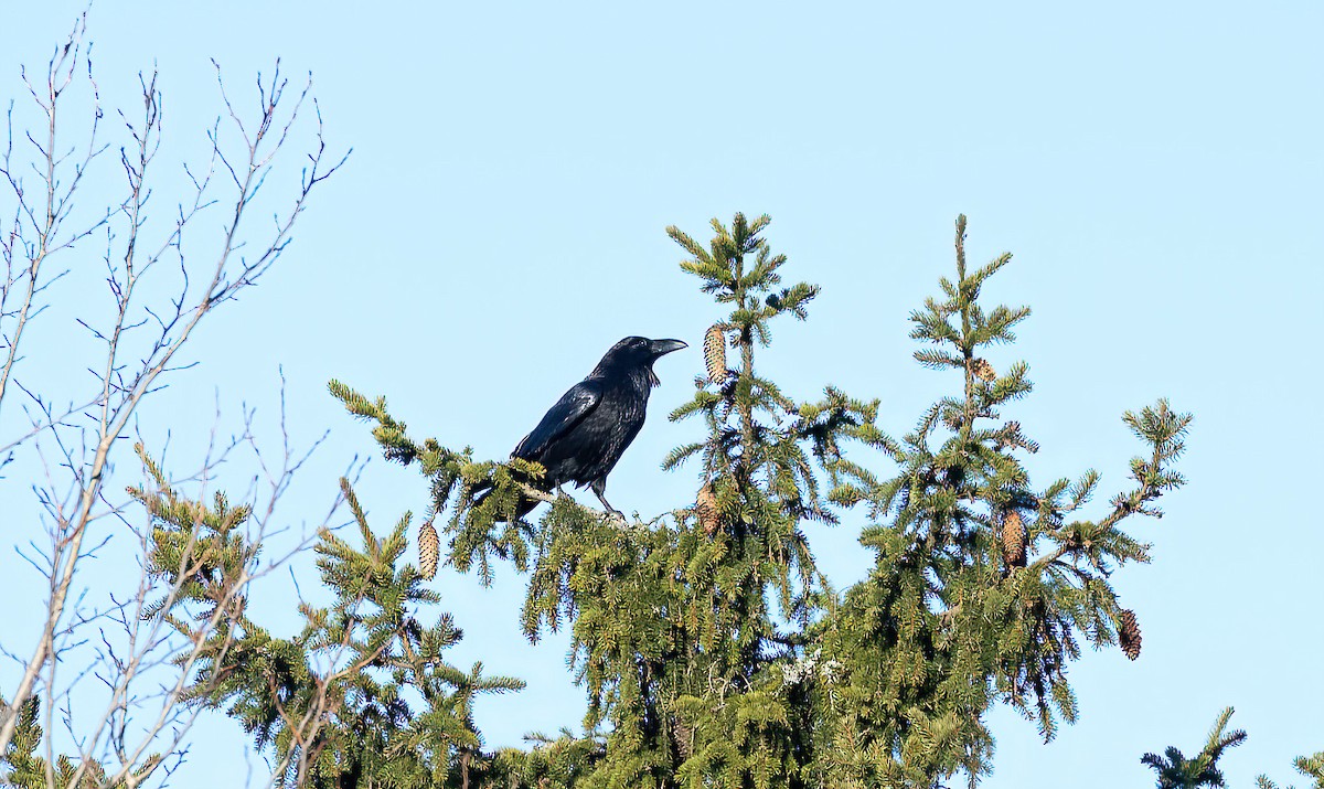 Erroi handia - ML645453752