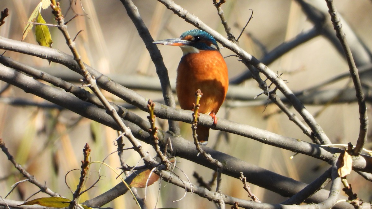 Martin arrantzalea - ML645453753